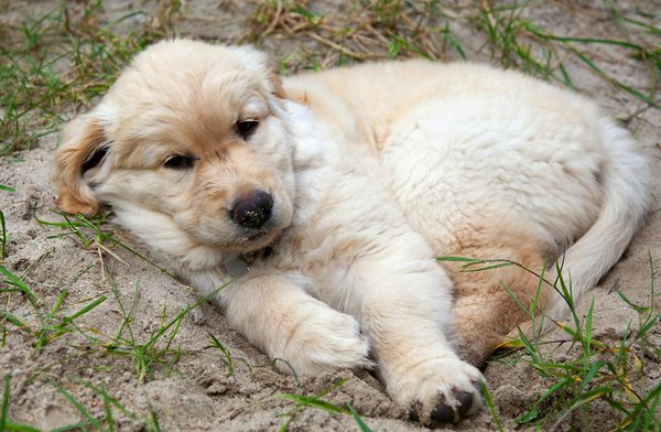 Quels sont les meilleurs conseils pour dresser un chien de grande taille ?