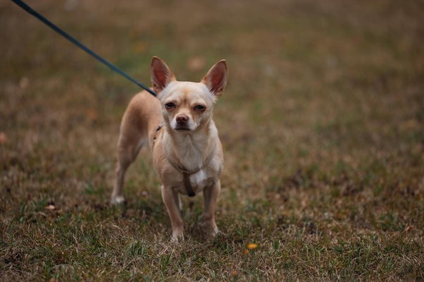 Quels mécanismes de communication utilisent les baleines pour échanger des informations sur de longues distances?