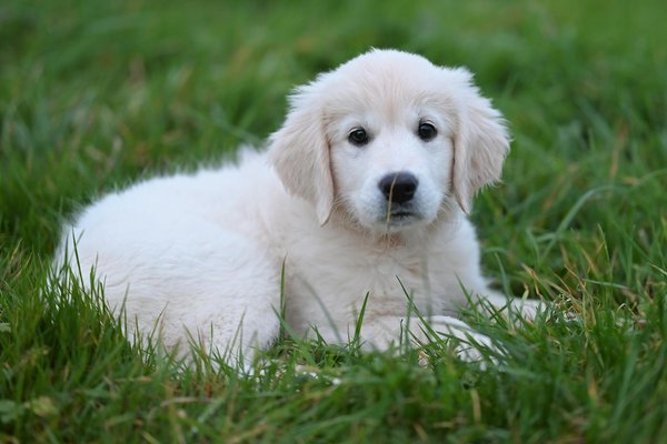 Quelles sont les meilleures méthodes pour promouvoir la cohabitation harmonieuse entre humains et animaux sauvages ?