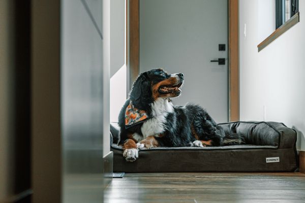 Comment créer un espace de repos confortable et sécurisé pour mon chien dans la maison ?