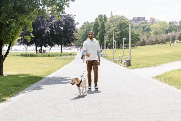 Comment créer une routine de promenade équilibrée pour mon chien afin de stimuler son bien-être physique et mental ?