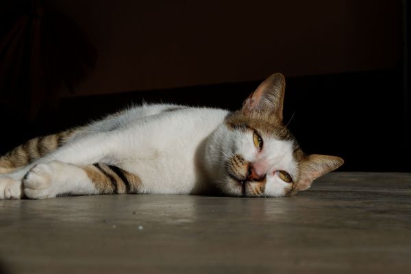 Comment identifier une douleur chez un chat qui ne montre pas de signes évidents ?