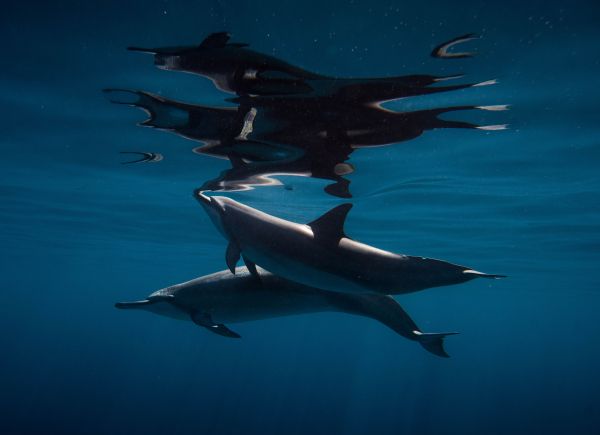 Comment les dauphins parviennent-ils à reconnaître leurs congénères grâce à des signatures vocales uniques?