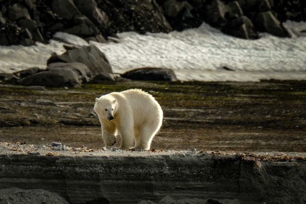 Comment les événements climatiques extrêmes affectent-ils la survie des populations animales ?