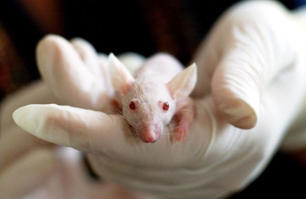 Quelles sont les implications éthiques de l'utilisation d'animaux dans la recherche scientifique ?