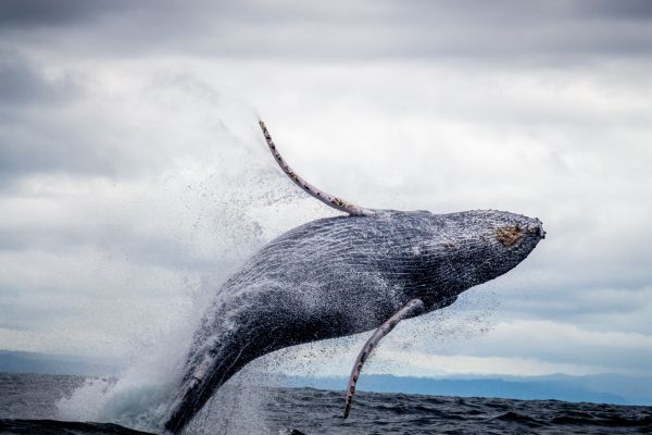 Quels mécanismes de communication utilisent les baleines pour échanger des informations sur de longues distances?