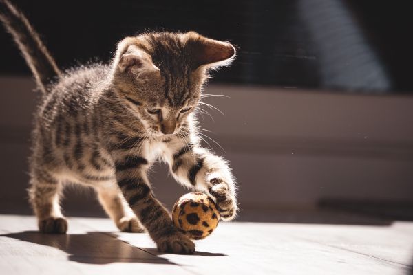 Quels sont les meilleurs jouets interactifs pour stimuler votre chat ?