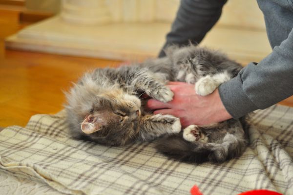 Quels sont les signes d'un chat heureux et épanoui ?