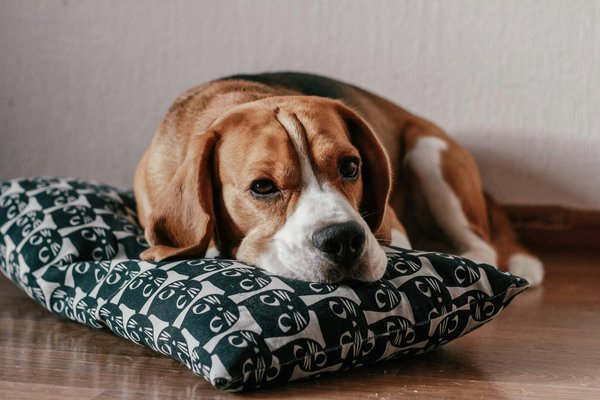 Choisir le coussin idéal pour le confort de votre chien